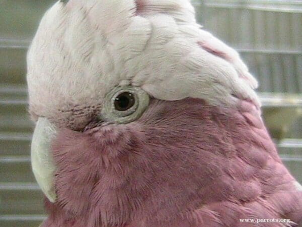 A closeup of a female companion Galah, 'Annie'