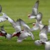 A flock of wild Galahs takes flight