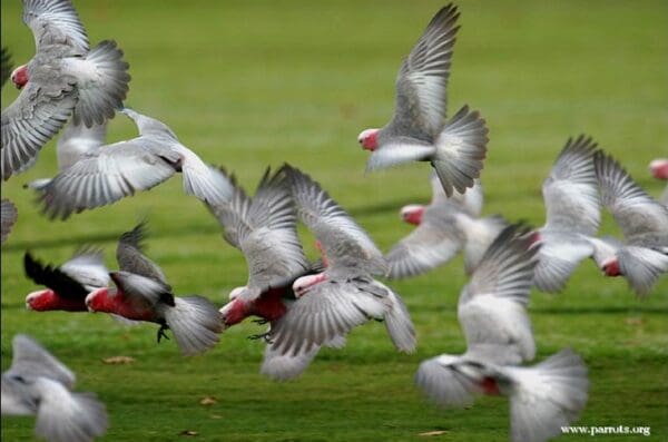 A flock of wild Galahs takes flight