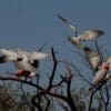 Wild Galahs taxi in for a landing