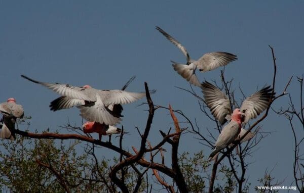 Wild Galahs taxi in for a landing