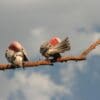 Wild Galahs preen themselves