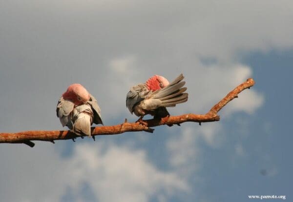 Wild Galahs preen themselves