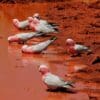 Wild Galahs gather at a watering hole