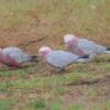 Wild Galahs, including juveniles, forage on the ground