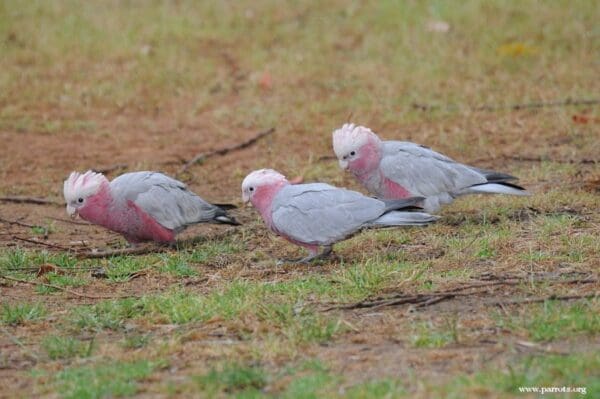 Wild Galahs, including juveniles, forage on the ground