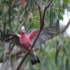 A wild Galah spreads its wings