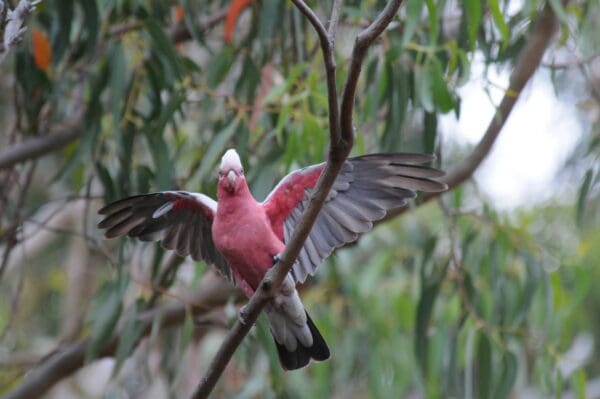 A wild Galah spreads its wings