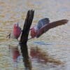 Wild Galahs drink at a watering hole