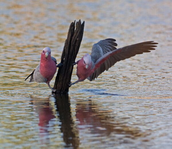 Wild Galahs drink at a watering hole