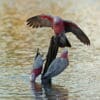 Wild Galahs gather at a watering hole