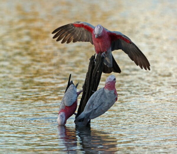 Wild Galahs gather at a watering hole