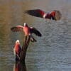 Wild Galahs gather at a watering hole