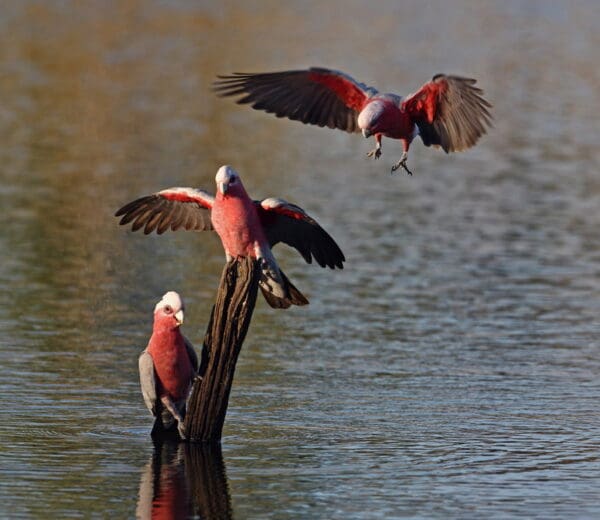 Wild Galahs gather at a watering hole