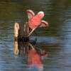 Wild Galah drinking