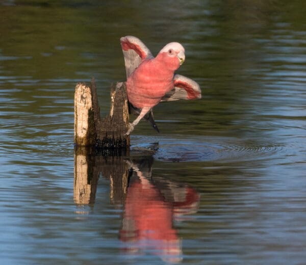 Wild Galah drinking