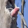 A wild Galah emerges from a nest hollow