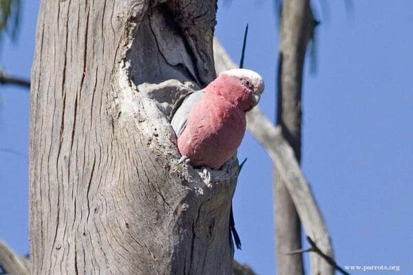 A wild Galah emerges from a nest hollow