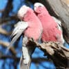 A wild Galah pair perches on a snag