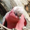 A wild Galah perches at a tree cavity