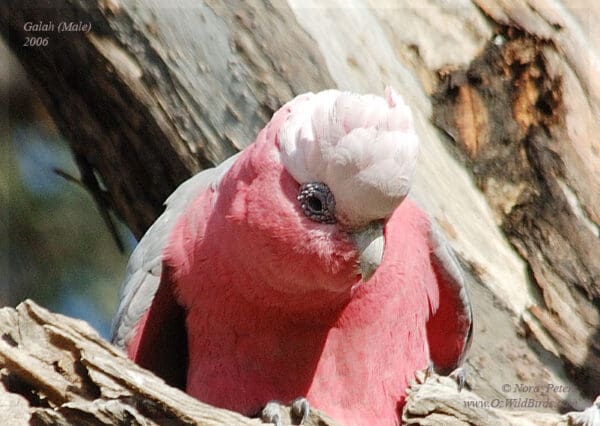 A wild Galah perches at a tree cavity