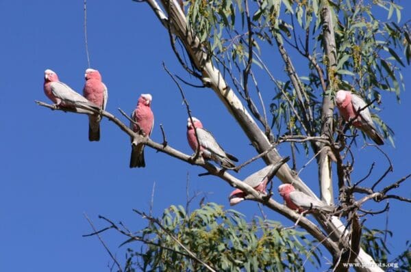 Wild Galahs perch in a tree