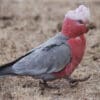 A wild female Galah marches on the ground