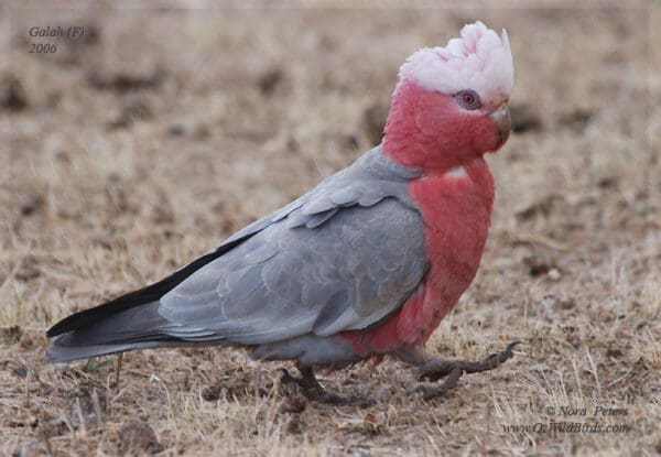 A wild female Galah marches on the ground