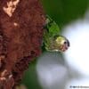 A wild juvenile Geelvink Pygmy Parrot clings to an arboreal termitarium