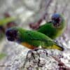 Wild male Geelvink Pygmy Parrots perch on a tree trunk