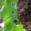 Wild Geelvink Pygmy Parrots, female top, male bottom, cling to an arboreal termitarium