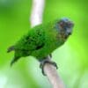 A wild female Geelvink Pygmy Parrot perches on a branch