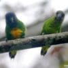 Wild Geelvink Pygmy Parrots, male left, female right, perch on a branch