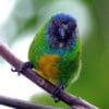 A wild male Geelvink Pygmy Parrot perches on a branch