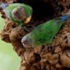 Wild Geelvink Pygmy Parrots, male left and female right, perch near a natural cavity