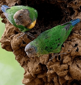 Wild Geelvink Pygmy Parrots, male left and female right, perch near a natural cavity