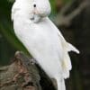 A Goffin's Cockatoo self-preens