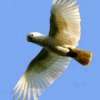 A wild Goffin's Cockatoo soars in the skies