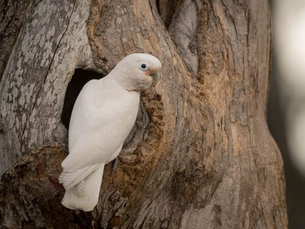 Tanimbar Corellas: Rescue from Illegal Trade