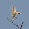 A wild Goffin's Cockatoo carries a stick