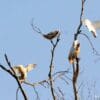 Wild Goffin's Cockatoos show acrobatics atop a tree