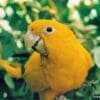 A Golden Conure perches in a bush at Paradise Park, UK