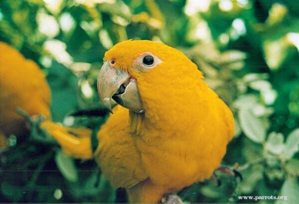 A Golden Conure perches in a bush at Paradise Park, UK