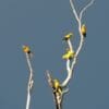 Wild Golden Conures perch in a bare tree