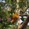 A wild Golden Conure clings to a tree limb