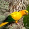 A wild Golden Conure perches on a tree trunk