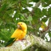 A feral Golden Conure perches on a limb