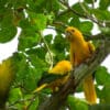 Feral Golden Conures perch in a tree