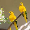 Golden Conures perch on a branch