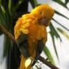 A Golden Conure preens itself